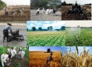 کمیته دائمی تدوین تعرفه خدمات بخش کشاورزی در سازمان نظام مهندسی کشاورزی و منابع طبیعی تشکیل شد