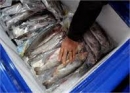 آزادشدن صید ماهی شوریده در صیدگاه‌های خوزستان