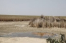 وزارت نفت آب هورالعظیم را باز کرد