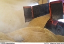خرید بیش از ۵۰۰۰ تن گندم و کلزا از کشاورزان ماهشهری