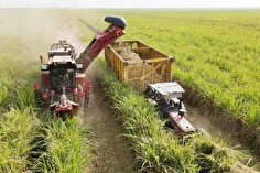 تنظیم رابطه صنعت نیشکر و خوزستان مطالبه جدی جامعه محلی