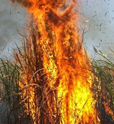  درخواست ورود قاطع دادستان خوزستان به بحران سوزاندن نیشکر