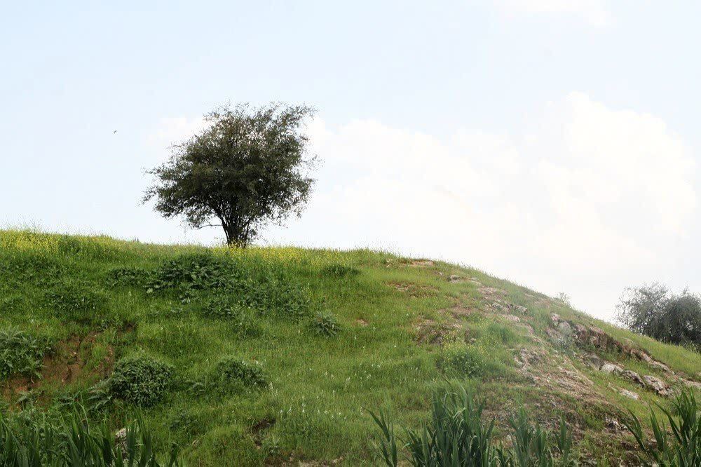 بهار لالى