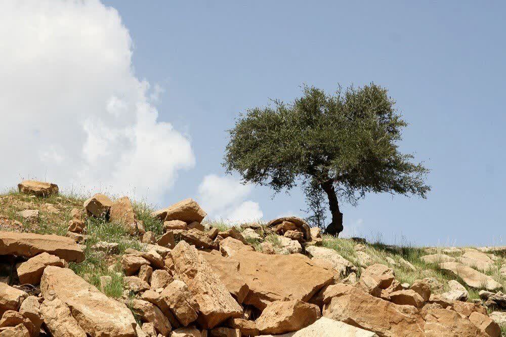 بهار لالى