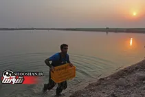افتتاح طرح پرورش ماهی و میگو در زهاب نیشکر