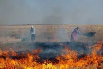 مضرات آتش زدن مزارع کشاورزی و مجازات اقدام کنندگان