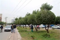هرس و فرم دهی درختان منطقه یک