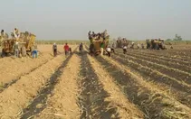 کشت سه هزار هکتار نیشکر در هفت تپه +  عکس